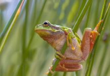 Frog Butt: The Adorable and Quirky Trend in Internet Memes and Humor