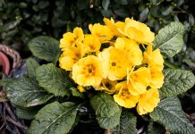 Nystin: What You Need to Know About the Antifungal Medication